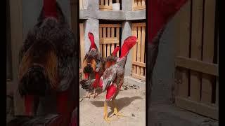 Ayam Ganoi Ori Ternakan vietnam || Super mewah