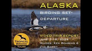 Alaska Birding Video Trip Report - Tropical Birding - by Ken Behrens June 2024