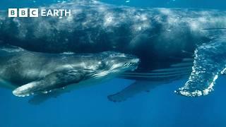 Orca Kidnaps Baby Humpback Whale | 4K UHD | Mammals | BBC Earth