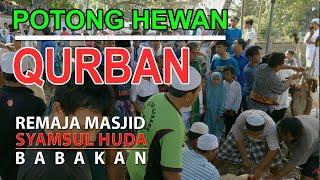 Proses Pemotongan Hewan Qurban oleh Remaja Masjid Syamsul Huda Babakan - Remaja Rindu Rasul