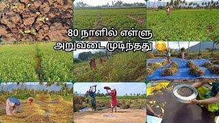 எள்ளு விதைப்பு முதல் விற்ப்பனை வரை|Ellu vivasayam|Black sesame cultivating process|#agriculture