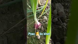  onion kese ugta hai #pyazkikheti #onion #kheti #khet #shorts #village #farming #nature #onions