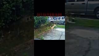 Cat vs bird #trending #animals #wildlife #cat #youtube #youtubeshorts #birds #viralshort