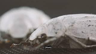 Biomimetic Surfaces: Nano- and Microstructured Surfaces Inspired by Nature (German w English Subs)