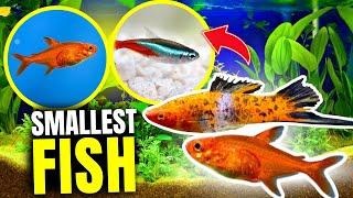 Here's The Smallest Freshwater Fish In The World...