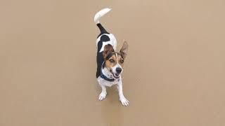 Archie Bones at the Beach