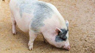 What Is a Potbellied Pig aka Mini Pig? | Pet Pigs