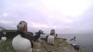 Attack Of The Puffins