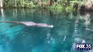 Alligator swims toward woman, tries to bite paddleboard at Central Florida park