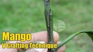 Mango V Grafting Technique With Result (100% Success)