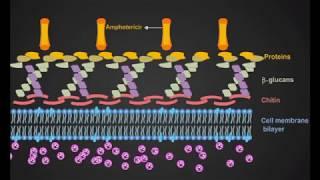 Amphotericin B animation