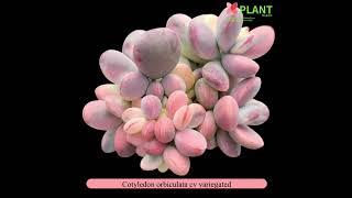 [XPLANT] Cotyledon Special