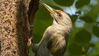 A bird that makes distinctive sounds! Grey-headed woodpecker!