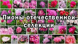 Пионы отечественной селекции | 58 сортов на 115 фотографиях | Слайд-шоу