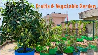 Overview Video Of My Fruits And Vegetable Garden In The Month Of May // Terrace Garden Tour