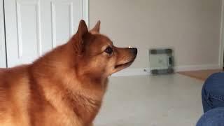 Finnish Spitz's unbelievable dog trick. Stunning dog trick. Seeing is believing. OMG!