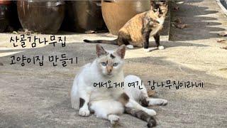 마운틴빌리지 고양E지구 분양기 - 산골감나무집에 새 고양이집이 생겼어요!