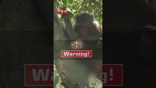 Mother monkey in pain of losing her child #mothermonkey #mongla #somoytv