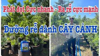 HYDRO MỸ dưỡng rễ dành cho CÂY CẢNH SUY YẾU - Phát ĐỌT cực NHANH