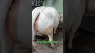 2ft punganur cow price100k also traveling costumer satisfiedwant punganur cows #shorts