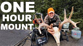 ONE HOUR European Deer Head  Mount!