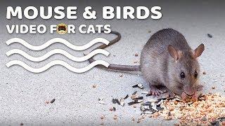 CAT GAMES - Mouse and Birds! Bird Chirping Sounds Video for Cats | CAT & DOG TV.