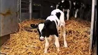 Live exports exposed: "U.K. Calves" a film by the ACIG