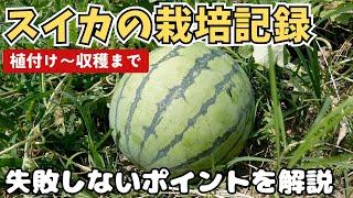 【スイカ】土作りから植付け・剪定・摘果・収穫までの流れ