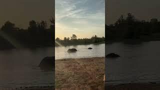 Elephants taking a bath #iphone #wildlife #kruger #safari #sabi #elephant #wild #nature #africa