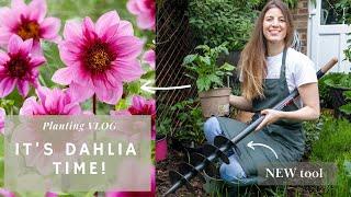 The art of fitting too many plants in a small space: Dahlia edition 