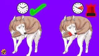 Why Dog Chases Their Tail?? is it Dangerous?