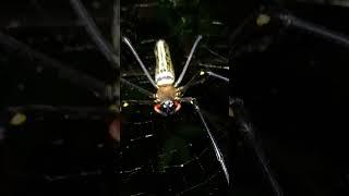 Wow Giant Spider Animal so Cute. #cuteanimals #spider #insects #animals #funny