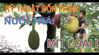 Cách bón phân Nuôi Trái Mít | Đạt Mít loại 1