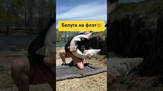 как?! #рыбалка #рыба #белуга #карп
