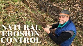 Live Staking Elderberry: Natural Erosion Control