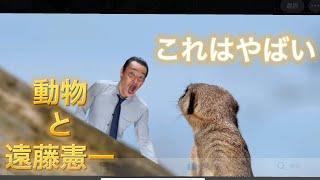 【遠藤憲一モノマネ】動物とちっちゃい遠藤憲一の合成が凄い。