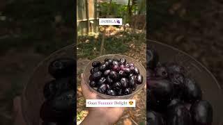 Goa’s seasonal fruit | purple berry#trending #viral #youtubeshorts #explore #ytshorts #shorts #short