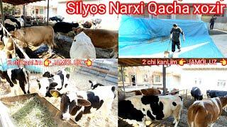 Buģoz Sigirlar SOTILADI SHivet Golishten Simmental eston  nemis bor Silyos narxi qancha bòldi