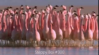 Steppy Boi #300