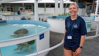 Sea Turtle Internship at Loggerhead Marine Center in Juno Beach, Florida