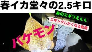 ［春イカ2.4キロ］ 新作ストイスト墨付けして、春イカ釣ったよって動画 ［伊豆エギング］