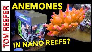 Reef Tank (KEEPING AN ANEMONE IN A NANO REEF TANK) "Arizona Sunset"