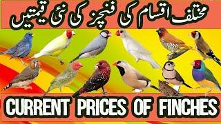 Finch Prices in Pakistan | Price Of Finch In Pakistan | Types Of Finches | Finch Mutations