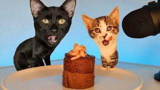 Cat and Kitten ASMR Eating Food & Treats