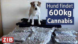 So decken Hunde Drogenschmuggler auf | Aktuell nach eins vom 22.11.2024