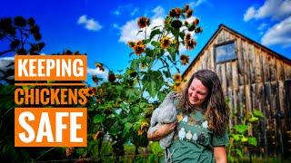 Keeping Chickens Safe While Free Ranging | An Ultimate Guide