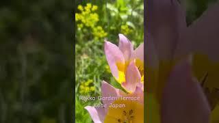 Rokko garden terrace,  Kobe Japan #travel #osaka #japantravel #rokko kobejapan