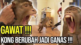 GAWAT!! KONG BERUK RESCUE BERUBAH JADI BUAS !!! TAPI KITA HARUS MANDIIN !! GIMANA CARANYA??!