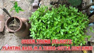 Green Thumb Delights: Planting Basil in a Terra-Cotta Container 🪴#basil #gardening #gardeningtips