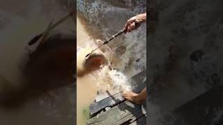 Mancing ikan Patin Besar di Samping Keramba #fishing #shortsvideo #mancingmania